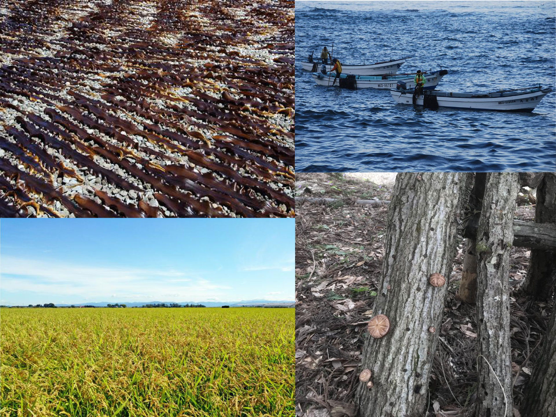 キョウワ ネットワーク 地域生産者